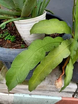 Queen of the Night Plant Stock-Fotos