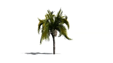 Queen Palm - in light wind Stock Footage 47308054