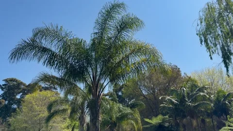 Queen palm tree fronds against clear blue sky with weeping willow Stock Footage 346495367
