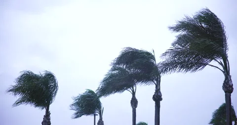 Queen Palm Trees Bending in High Winds During Storm in California 库存影片 337817317