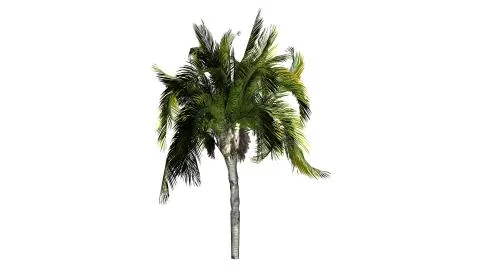 Queen palm on a white background Stockillustratie
