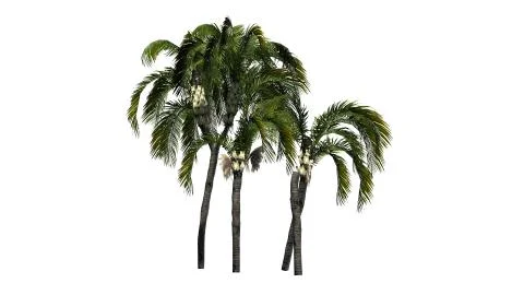 Queen palm on a white background Stock Illustration
