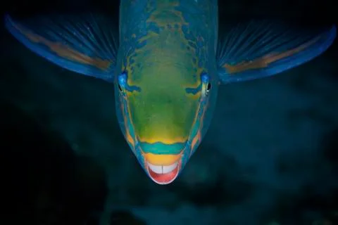 Queen Parrotfish feeding on algae. Stock Photos