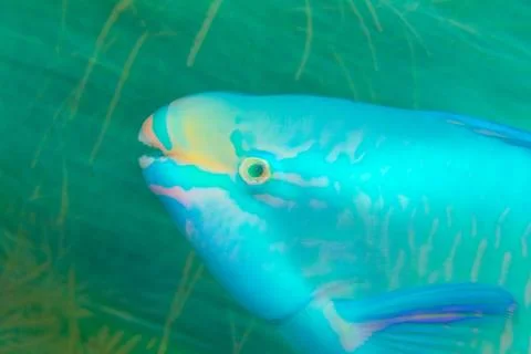 Queen parrotfish Stock Photos