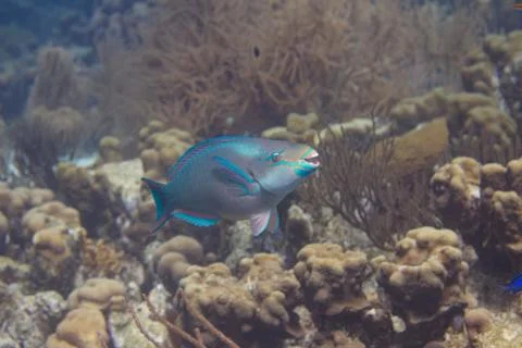 Queen Parrotfish Stock Photos