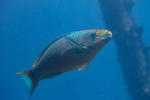 Queen Parrotfish Stock Photos
