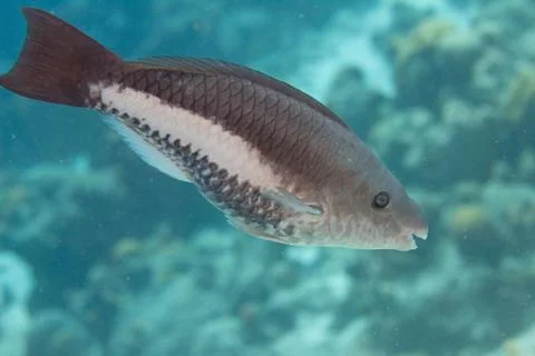 Queen Parrotfish Stock-Fotos