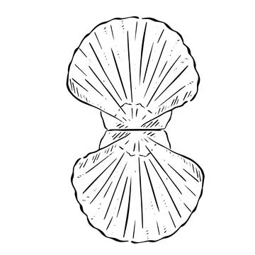 Queen scallop shell Stock Illustration