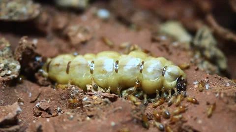 Queen termite in the center of the termite nest Stock Footage 36770357