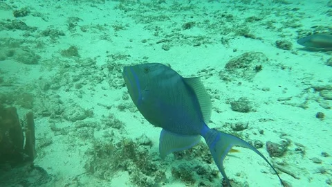 Queen Trigger Feeding Cozumel 스톡 동영상 159519471