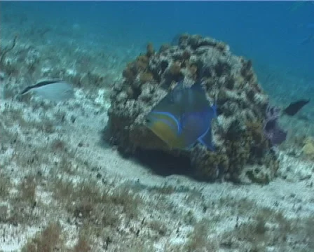 Queen trigger swimming on deep coral reef, Balistes vetula, UP2799 Stock Footage 61953837