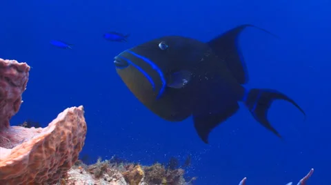 Queen triggerfish coral reef Stock Footage 1091950