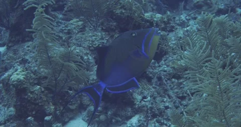 Queen triggerfish cruising reef Stock Footage 247676915