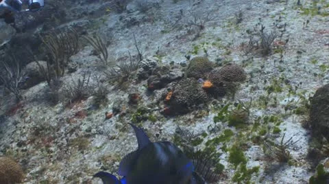 Queen triggerfish eating lionfish 库存影片 10300451
