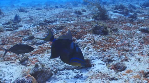 Queen Triggerfish Видео 948628
