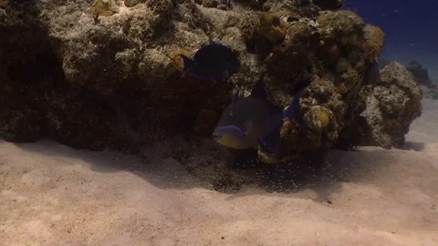 Queen Triggerfish Stock Footage 70101146
