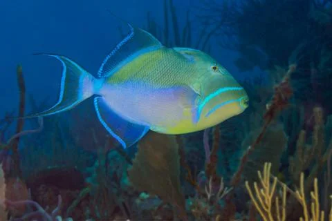 Queen triggerfish Foto stock