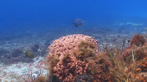 Queen triggerfish profile Vídeo Stock 11238564