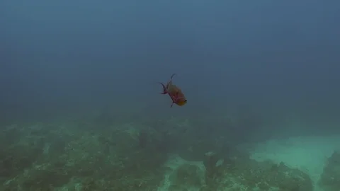 Queen Triggerfish on a shipwreck Stock Footage 100250687