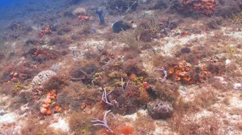 Queen Triggerfish swimming Видео 10803178