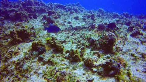 Queen triggerfish swimming towards a seamount in the waters off of Cozumel. Stock Footage 96408514