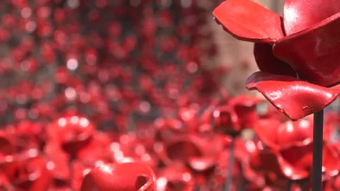Queen views display of ceramic poppies at the Tower of London Stock Footage 308477171