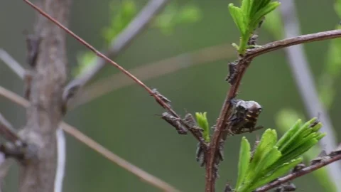 Queen wasp attacking grasshopper nymphs Stock Footage 82786187