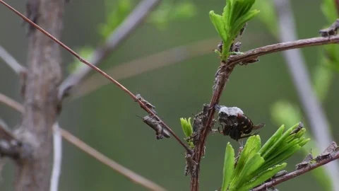 Queen wasp attacking grasshopper nymphs Stock Footage 82786240