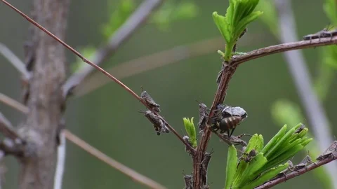 Queen wasp attacking grasshopper nymphs Stock Footage 82886484