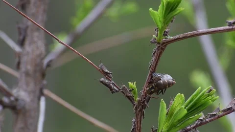 Queen wasp attacking grasshopper nymphs Stock Footage 82886492