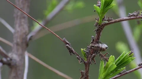 Queen wasp attacking grasshopper nymphs Stock Footage 82886615