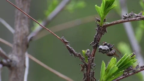 Queen wasp attacking grasshopper nymphs Video stock 82886642