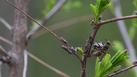 Queen wasp attacking grasshopper nymphs Video stock 82886661