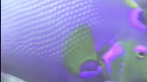 QUEENANGELFISH2 Video stock 306547824