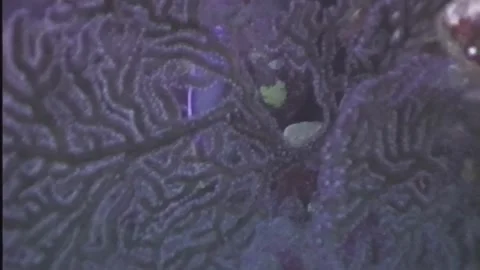 QUEENANGELFISH5 Video stock 306599528