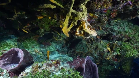 Queenangels Stock Footage 80644333