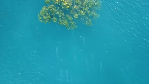 Queenfish Stock Footage 96060769