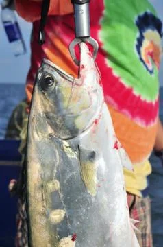Queenfish is hooked in the sea Stock Photos