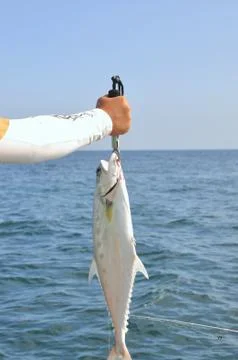 Queenfish is hooked in the sea Stock Photos