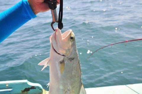 Queenfish is hooked in the sea Stock Photos