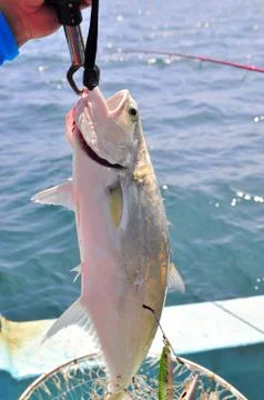 Queenfish is hooked in the sea Stock Photos