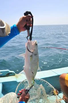 Queenfish is hooked in the sea Stock Photos
