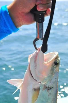 Queenfish is hooked in the sea Stock Photos