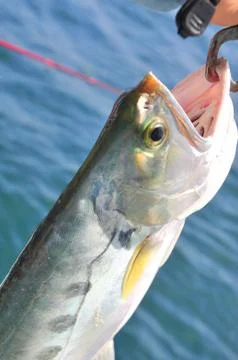 Queenfish is hooked in the sea Foto stock