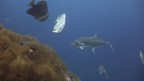 Queenfish (Seriphus politus) Stock Footage 80632548