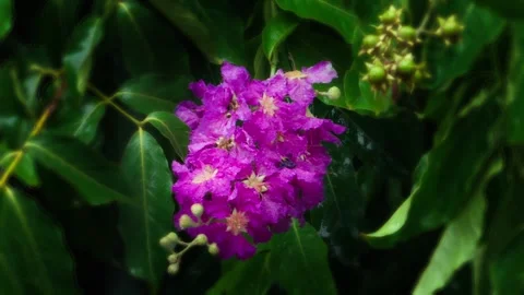 Queen's Crape Myrtle Flower in Bloom Stock Footage 339062096