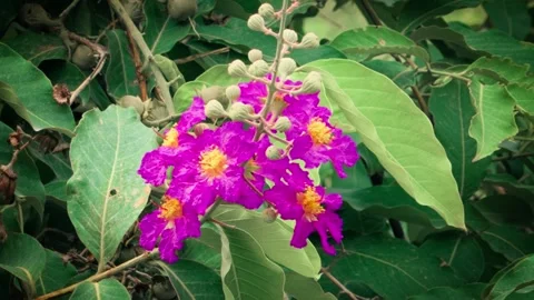 Queen's Crape Myrtle Flower in Bloom Stock Footage 339062131