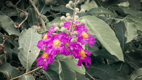 Queen's Crape Myrtle Flower in Bloom Stock Footage 339062146