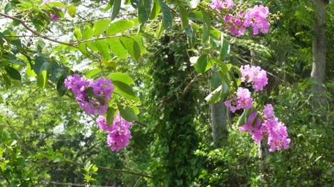 Queen’s Crape Myrtle Stock-Footage 342805529