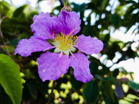Queens Crape Myrtle in Full Bloom. Stock Photos